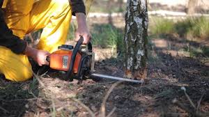 Best Commercial Tree Services  in French Valley, CA