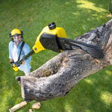 How Our Tree Care Process Works  in  French Valley, CA