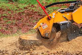 Best Tree Preservation Services  in French Valley, CA