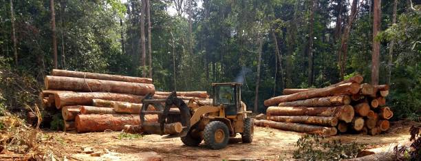 Best Tree Removal  in French Valley, CA