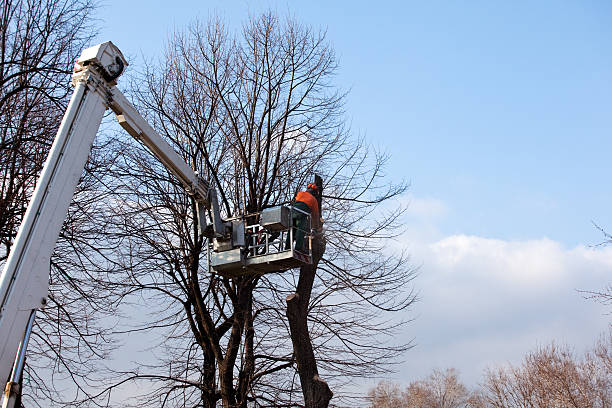 Reliable French Valley, CA Tree Care Solutions