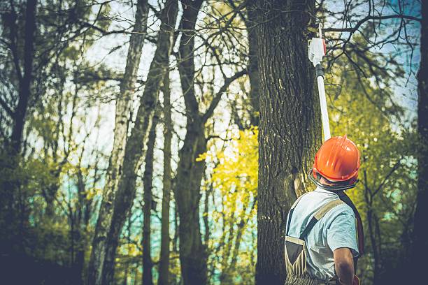 Best Tree Maintenance Programs  in French Valley, CA