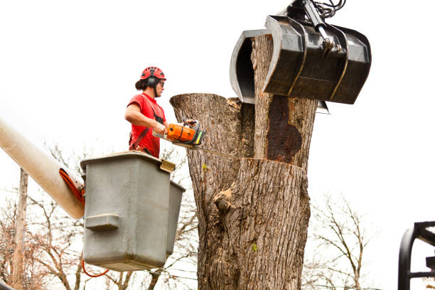 Best Tree Health Inspection  in French Valley, CA